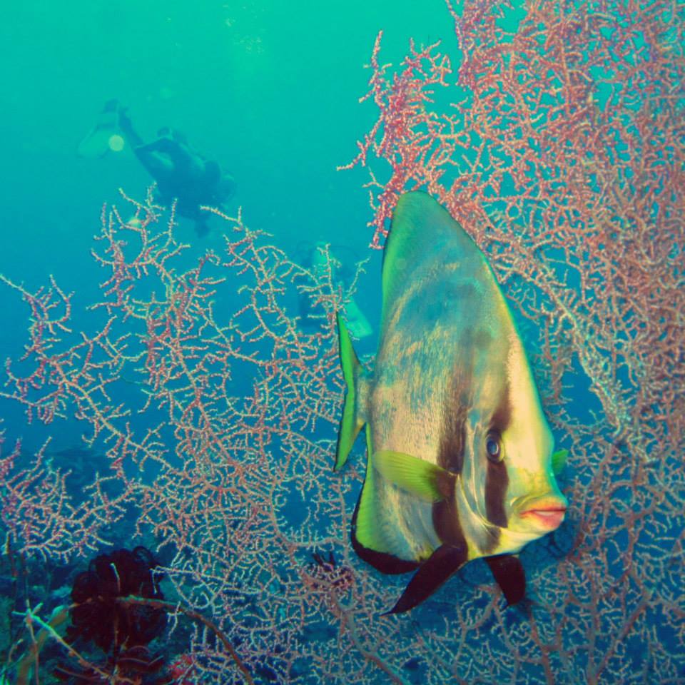 Buceo y snorkel en Indonesia