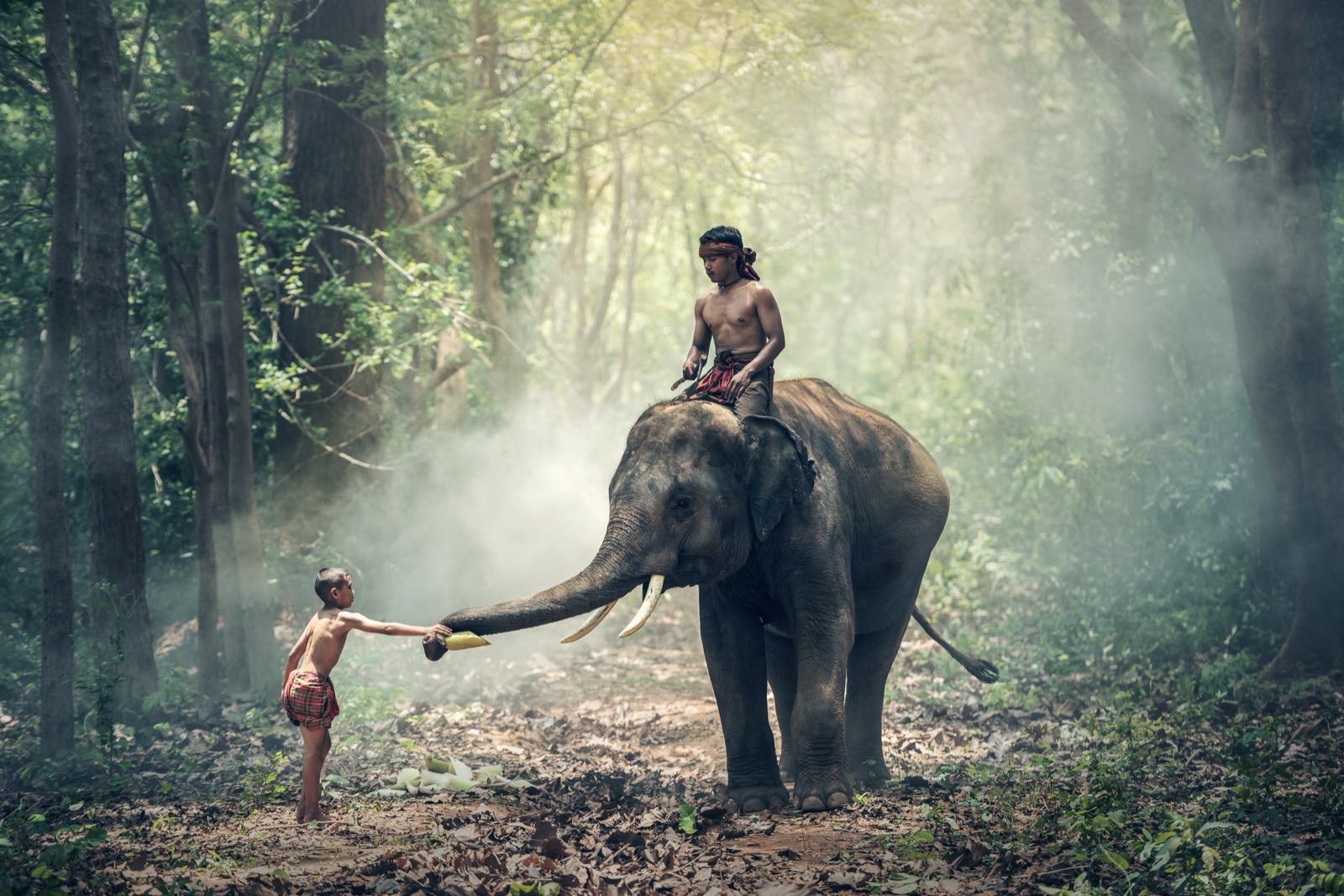 Elefante con su cuidador en la selva de Sumatra