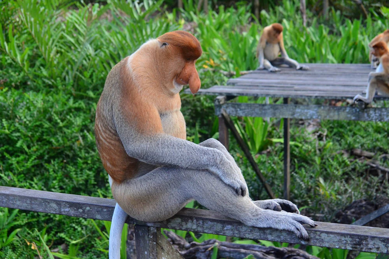 Borneo, Bali y Sumba