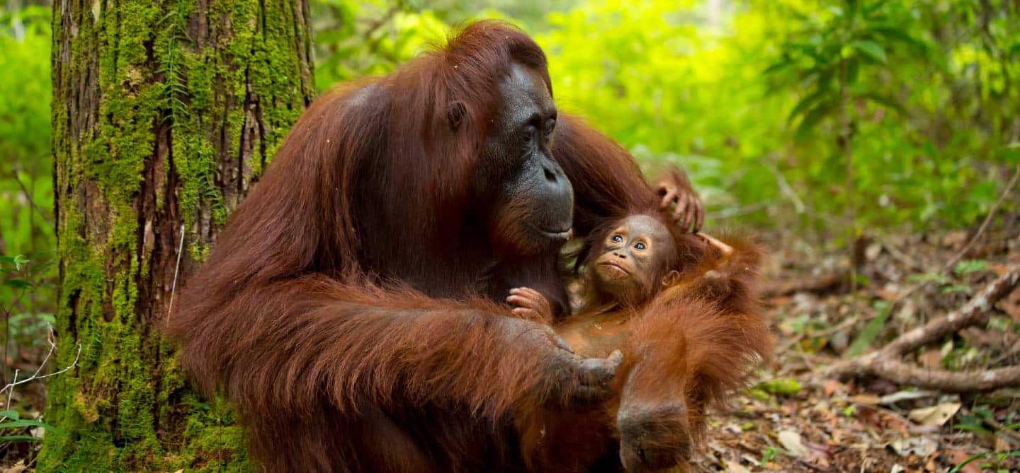 Orangutana con su cría en la selva de Borneo
