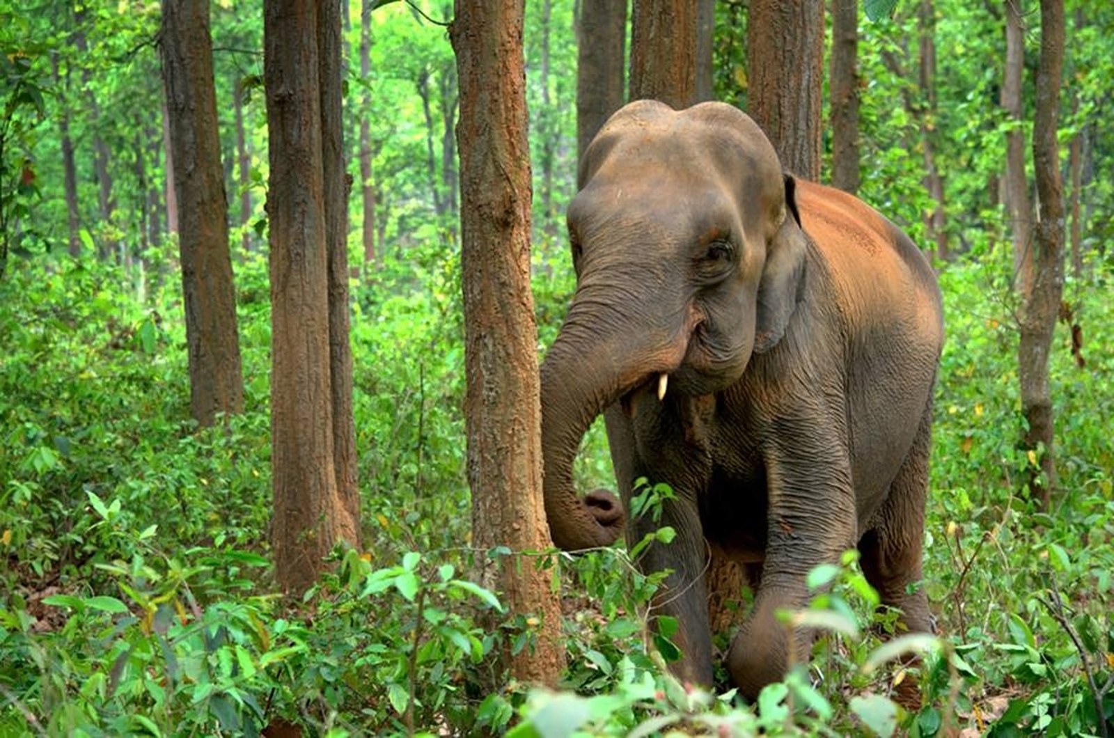 Selva de Sumatra