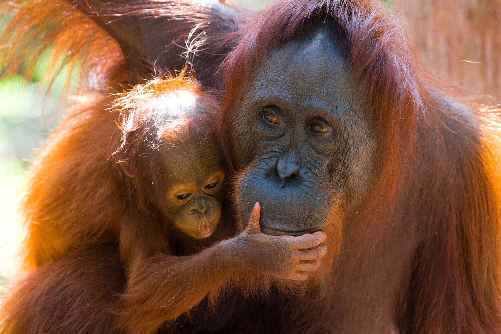 Orangután de Sumatra