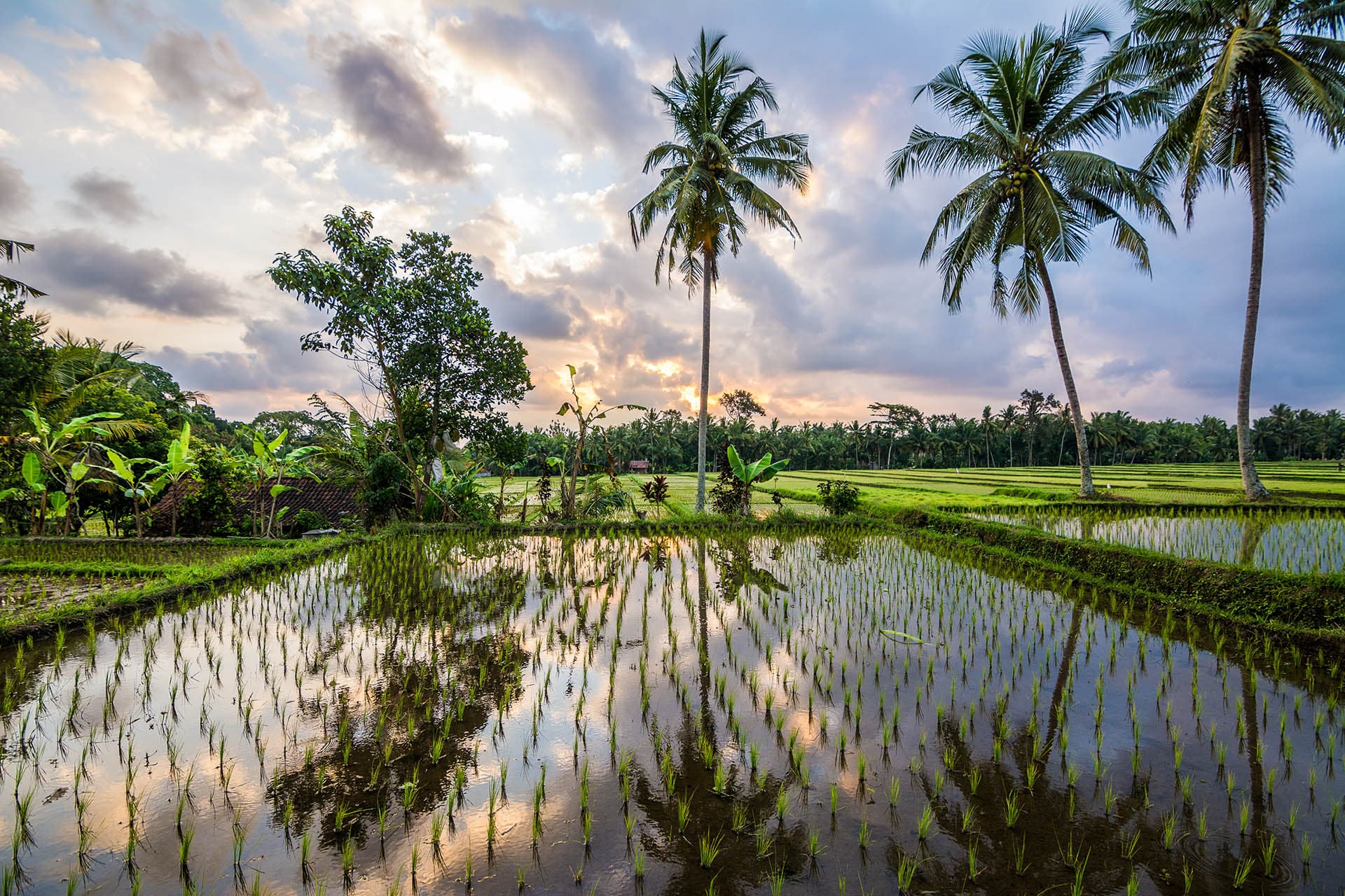 Arrozales de Ubud al atardecer